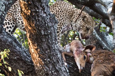 Leopard mit erlegtem Buschbock in einer Baumkrone