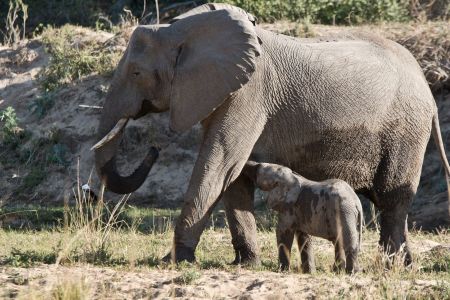 Elefanten Kuh mit ca. 3 Wochen altem Elefanten Baby