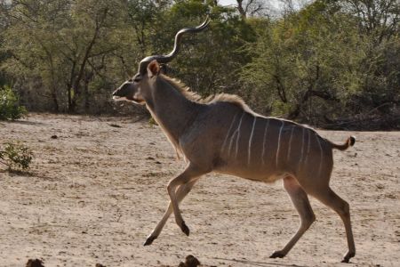 afrikanischer Kudu