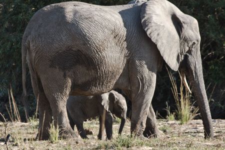 Elefanten Kuh mit ca. 3 Wochen altem Elefanten Baby