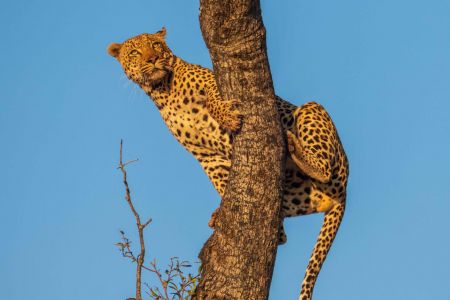 Leopard im Hochsitz auf einem Baum