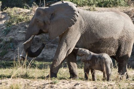 Elefant mit ca. 3 Wochen altem Baby