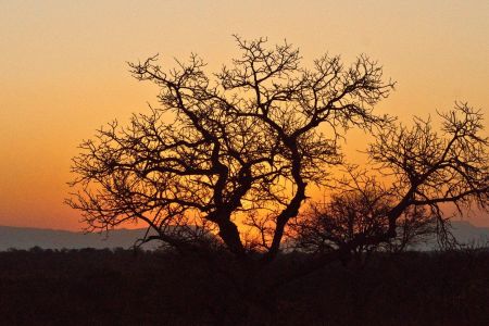 Abendstimmung über der Savanne