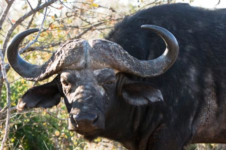 afrikanische Büffel