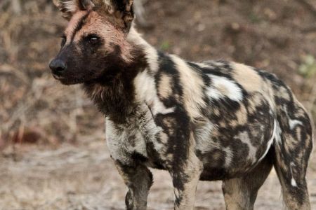 Afrikanische Wildhund