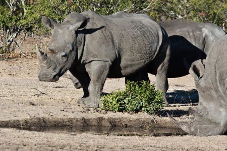 Breitmaulnashorn