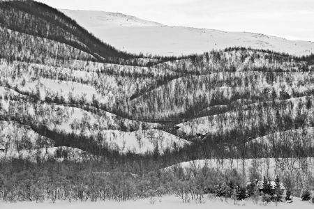 Norwegische Winter- Waldlandschaft im Hohen-Norden