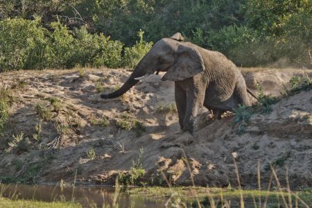 Elefant beim Hangrutsch