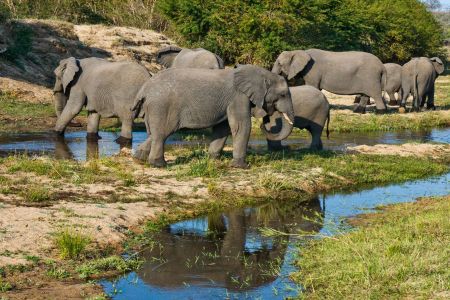 Elefanten Herde beim überqueren des Sabi Sand River