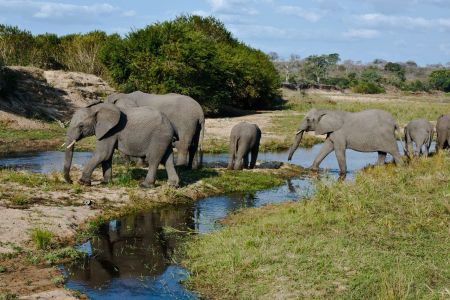 Elefanten Herde beim überqueren des Sabi Sand River