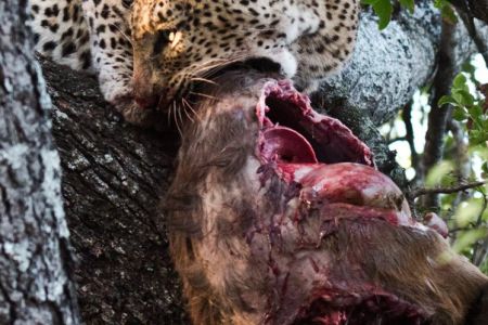 Leopard mit erlegtem Buschbock in einer Baumkrone