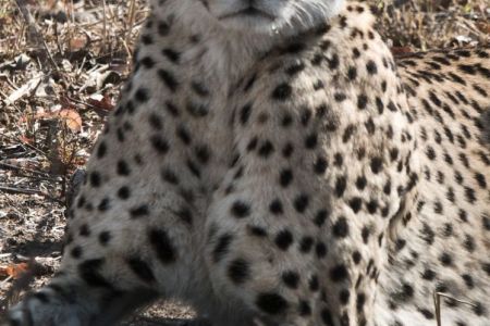 GEPARD
