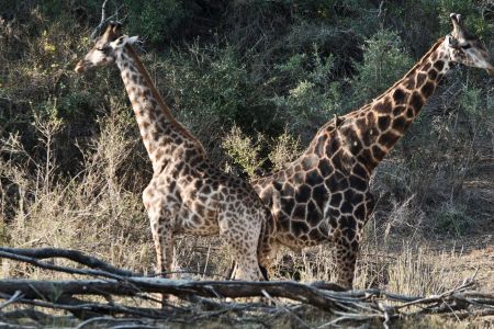 Giraffenpaar