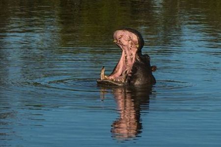 Hypos im Wasser